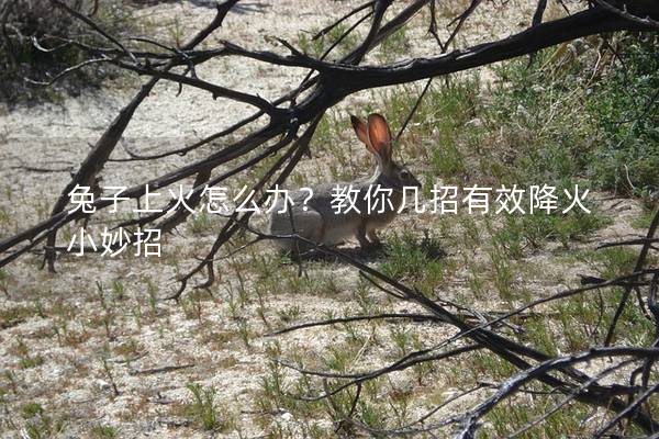 兔子上火怎么办？教你几招有效降火小妙招