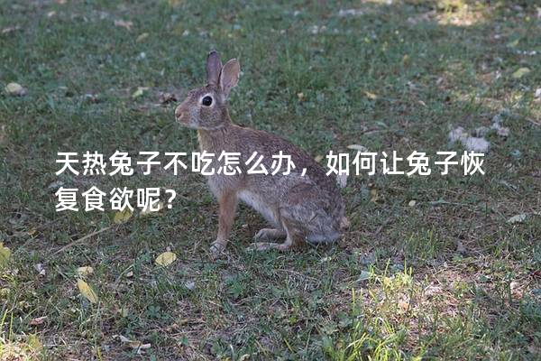 天热兔子不吃怎么办，如何让兔子恢复食欲呢？