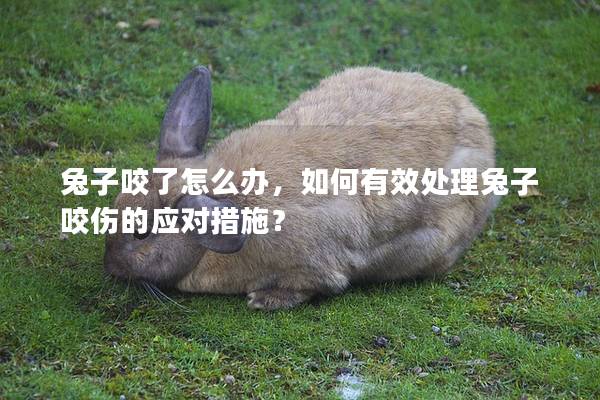 兔子咬了怎么办，如何有效处理兔子咬伤的应对措施？
