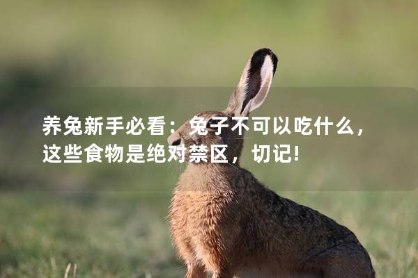 养兔新手必看：兔子不可以吃什么，这些食物是绝对禁区，切记!