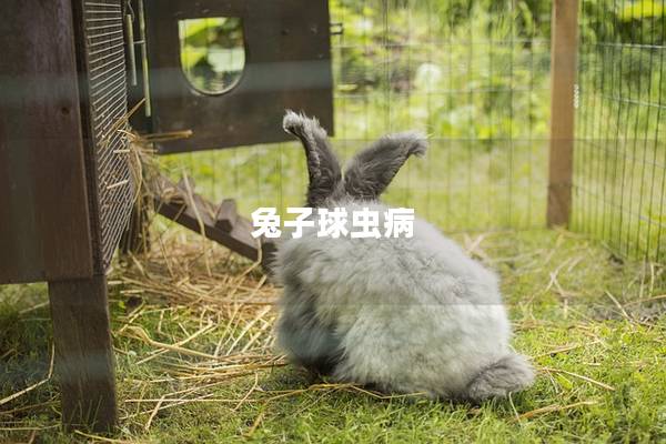 兔子球虫病