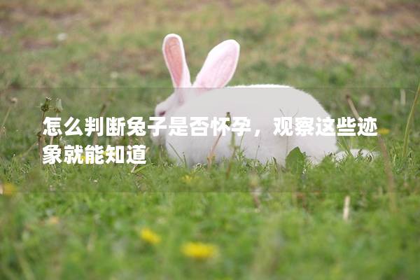 怎么判断兔子是否怀孕，观察这些迹象就能知道