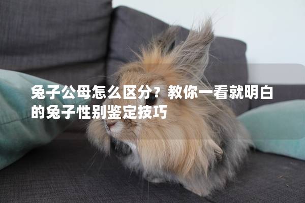 兔子公母怎么区分？教你一看就明白的兔子性别鉴定技巧