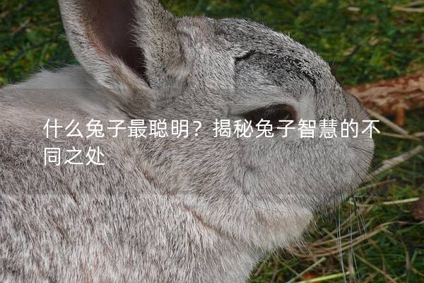 什么兔子最聪明？揭秘兔子智慧的不同之处