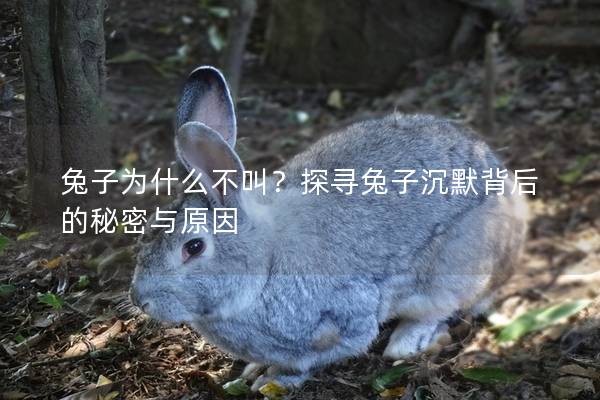 兔子为什么不叫？探寻兔子沉默背后的秘密与原因
