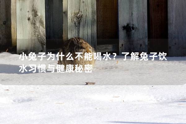 小兔子为什么不能喝水？了解兔子饮水习惯与健康秘密