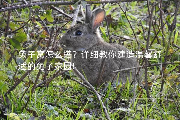 兔子窝怎么搭？详细教你建造温馨舒适的兔子家园!