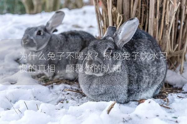 为什么兔子不喝水？揭秘兔子饮水习惯的真相，颠覆你的认知