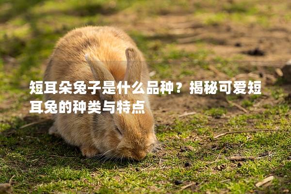 短耳朵兔子是什么品种？揭秘可爱短耳兔的种类与特点
