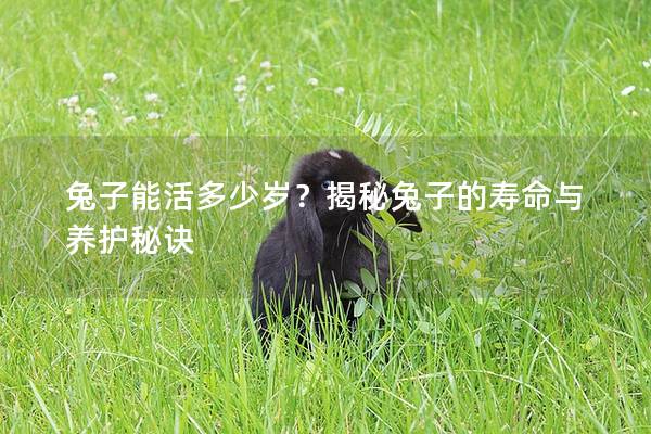 兔子能活多少岁？揭秘兔子的寿命与养护秘诀