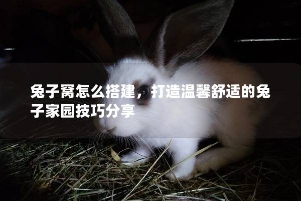 兔子窝怎么搭建，打造温馨舒适的兔子家园技巧分享