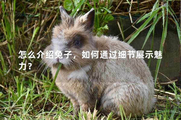 怎么介绍兔子，如何通过细节展示魅力？