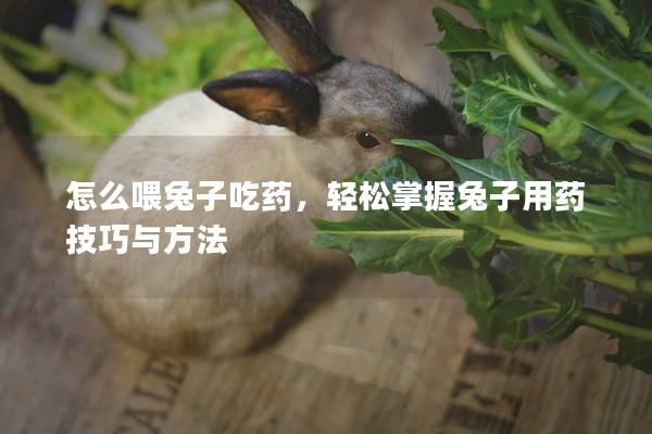 怎么喂兔子吃药，轻松掌握兔子用药技巧与方法