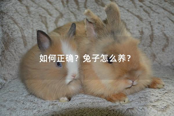 如何正确？兔子怎么养？