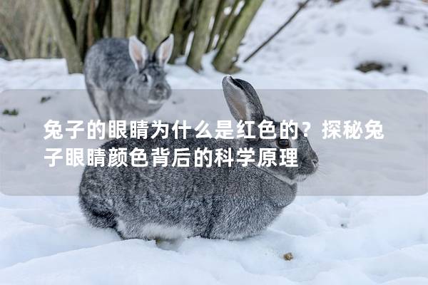 兔子的眼睛为什么是红色的？探秘兔子眼睛颜色背后的科学原理