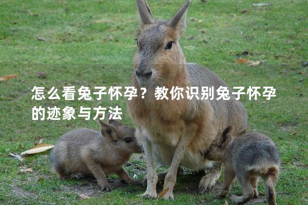 怎么看兔子怀孕？教你识别兔子怀孕的迹象与方法