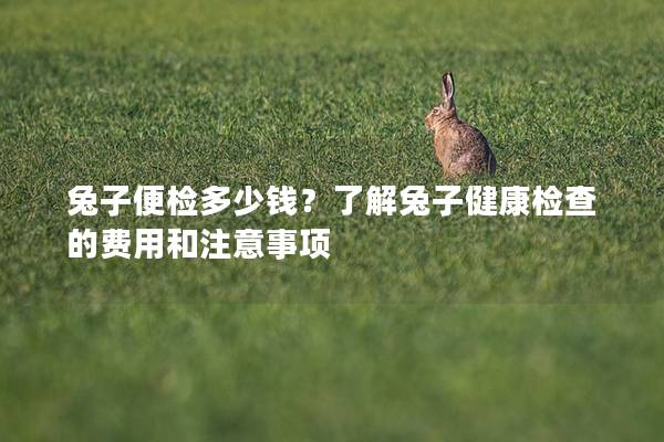 兔子便检多少钱？了解兔子健康检查的费用和注意事项