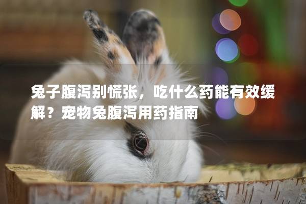 兔子腹泻别慌张，吃什么药能有效缓解？宠物兔腹泻用药指南