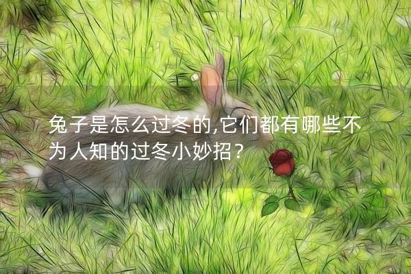 兔子是怎么过冬的,它们都有哪些不为人知的过冬小妙招？