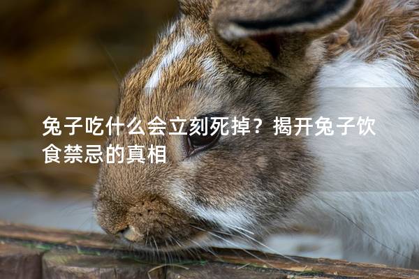兔子吃什么会立刻死掉？揭开兔子饮食禁忌的真相
