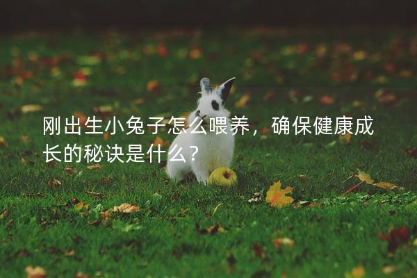 刚出生小兔子怎么喂养，确保健康成长的秘诀是什么？