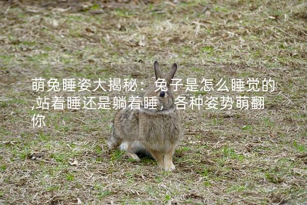 萌兔睡姿大揭秘：兔子是怎么睡觉的,站着睡还是躺着睡，各种姿势萌翻你