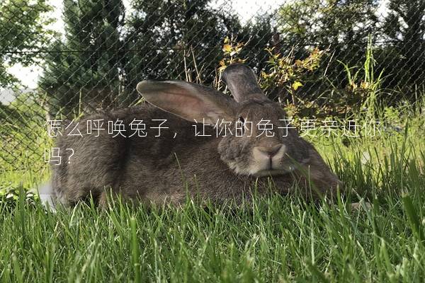 怎么呼唤兔子，让你的兔子更亲近你吗？