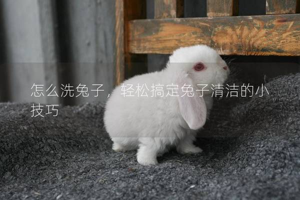 怎么洗兔子，轻松搞定兔子清洁的小技巧