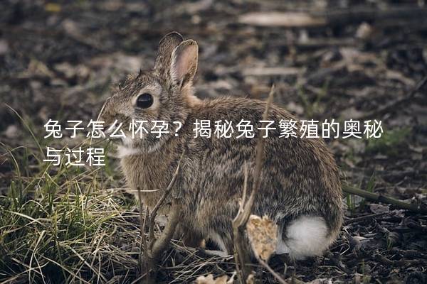 兔子怎么怀孕？揭秘兔子繁殖的奥秘与过程