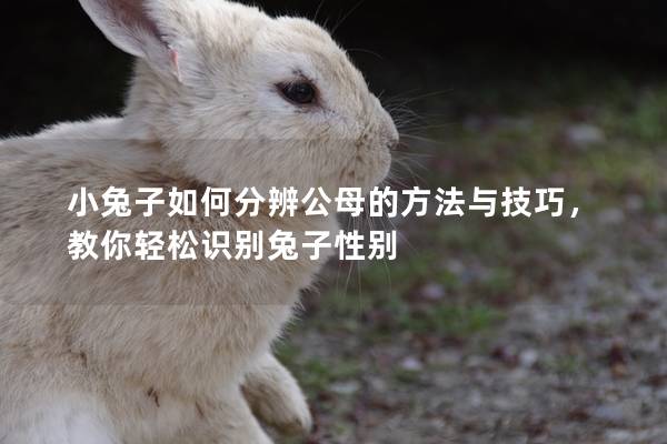 小兔子如何分辨公母的方法与技巧，教你轻松识别兔子性别
