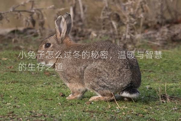 小兔子怎么过冬的秘密，温暖与智慧的生存之道