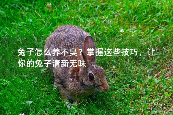 兔子怎么养不臭？掌握这些技巧，让你的兔子清新无味