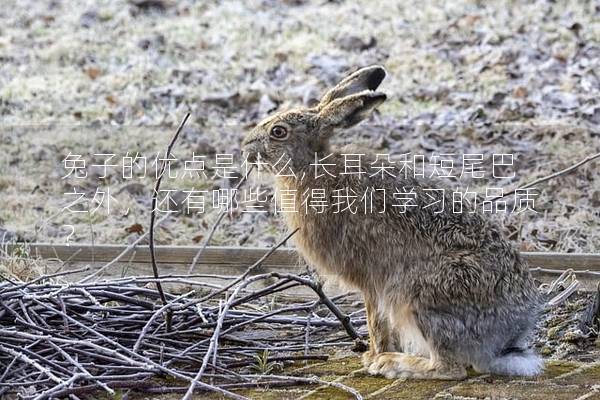 兔子的优点是什么,长耳朵和短尾巴之外，还有哪些值得我们学习的品质？