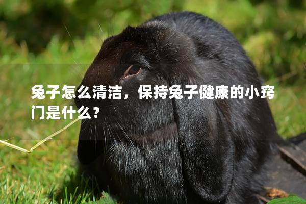 兔子怎么清洁，保持兔子健康的小窍门是什么？