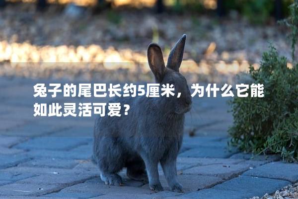 兔子的尾巴长约5厘米，为什么它能如此灵活可爱？