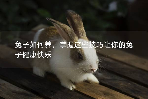 兔子如何养，掌握这些技巧让你的兔子健康快乐