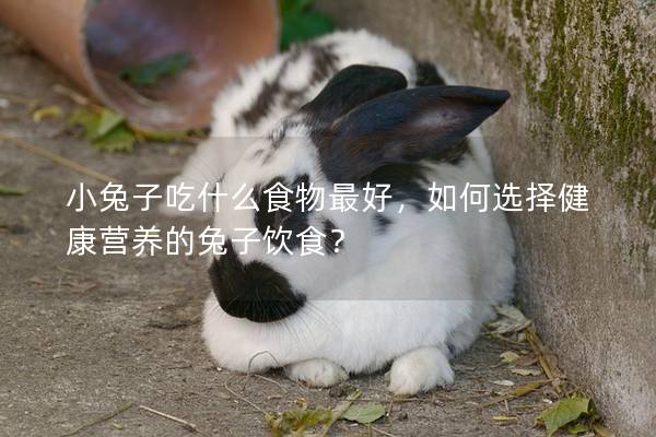 小兔子吃什么食物最好，如何选择健康营养的兔子饮食？