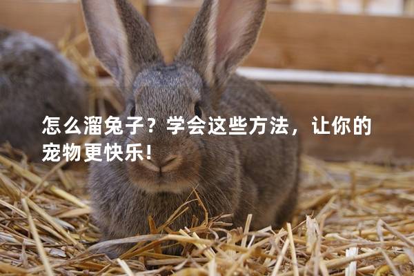 怎么溜兔子？学会这些方法，让你的宠物更快乐!