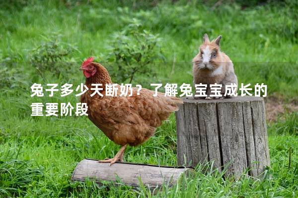 兔子多少天断奶？了解兔宝宝成长的重要阶段