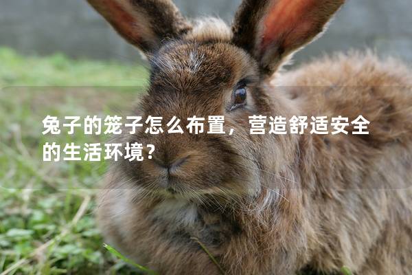 兔子的笼子怎么布置，营造舒适安全的生活环境？