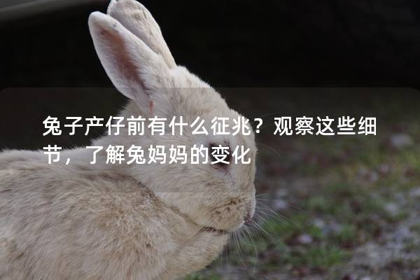 兔子产仔前有什么征兆？观察这些细节，了解兔妈妈的变化