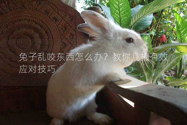 兔子乱咬东西怎么办？教你几招有效应对技巧