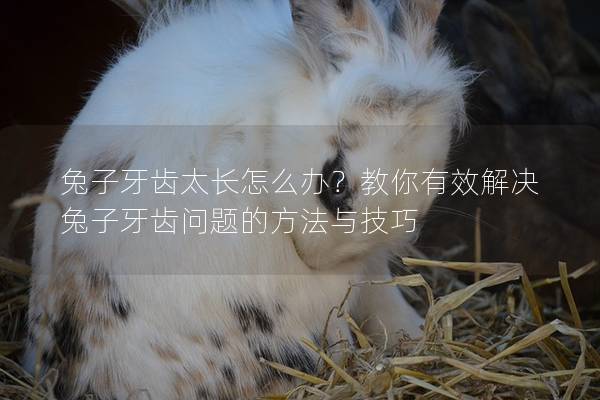 兔子牙齿太长怎么办？教你有效解决兔子牙齿问题的方法与技巧