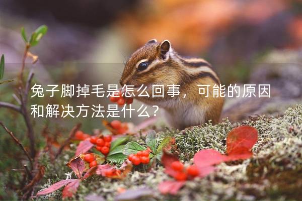 兔子脚掉毛是怎么回事，可能的原因和解决方法是什么？
