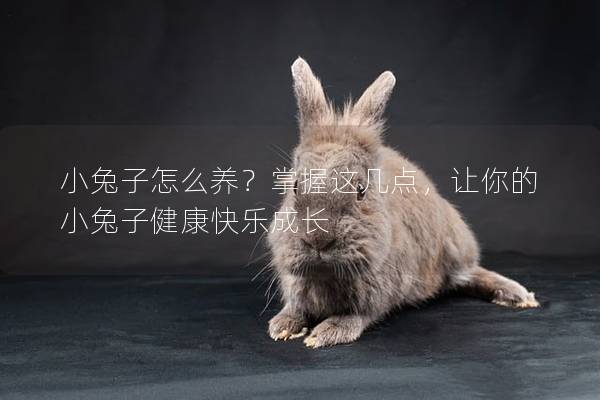 小兔子怎么养？掌握这几点，让你的小兔子健康快乐成长