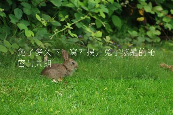 兔子多久下一窝？揭开兔子繁殖的秘密与周期