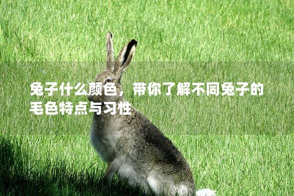 兔子什么颜色，带你了解不同兔子的毛色特点与习性