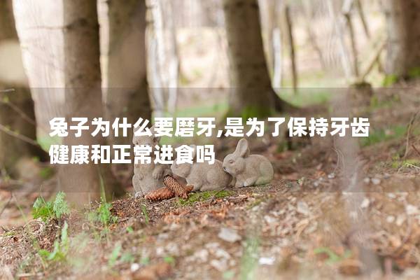 兔子为什么要磨牙,是为了保持牙齿健康和正常进食吗