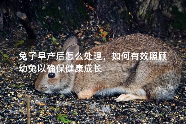 兔子早产后怎么处理，如何有效照顾幼兔以确保健康成长