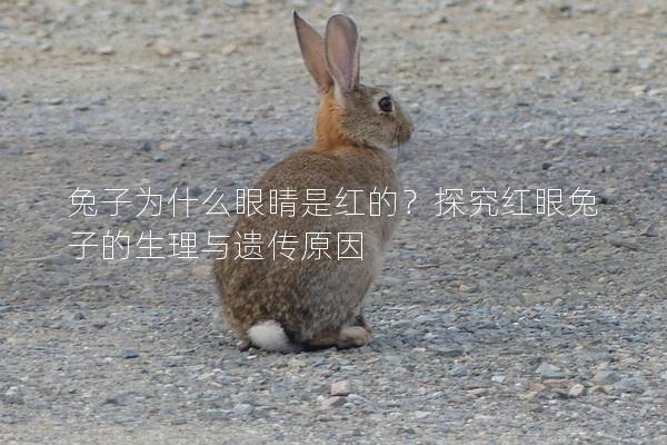 兔子为什么眼睛是红的？探究红眼兔子的生理与遗传原因